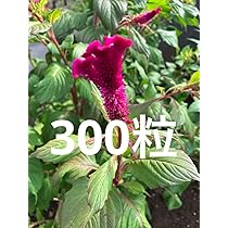Amazon.co.jp: ケイトウ種 約300粒 : DIY・工具・ガーデン